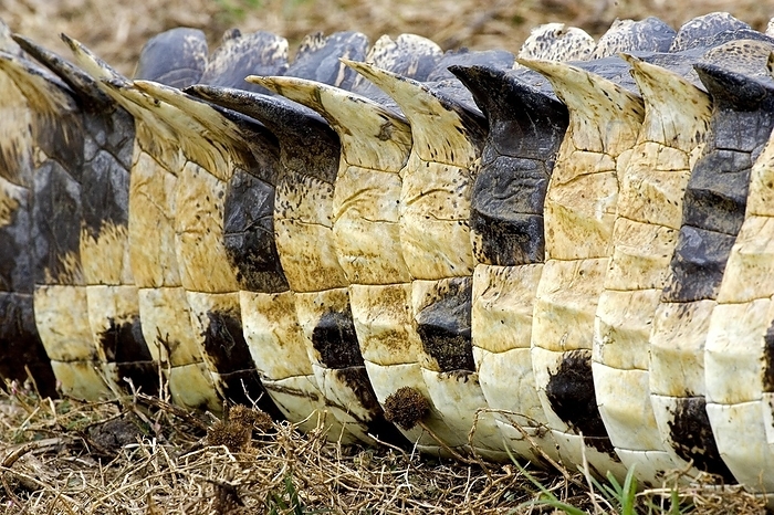 Orinoco Crocodile (crocodylus intermedius), Close up of Tail, Los Lianos in Venezuela, by G. Lacz