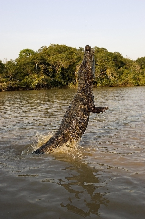 spectacled caiman  Caiman sclerops  Spectacled Caiman  caiman crocodilus , Adult Jumping in River, Los Lianos in Venezuela, by G. Lacz