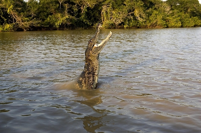 spectacled caiman  Caiman sclerops  Spectacled Caiman  caiman crocodilus , Adult Jumping in River, Los Lianos in Venezuela, by G. Lacz