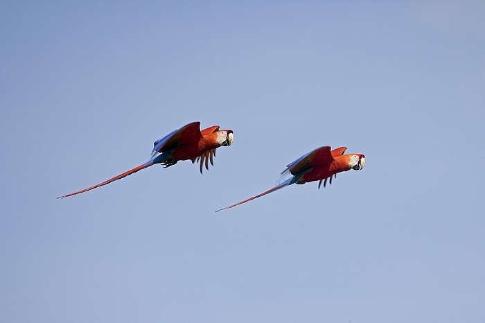 macaw SCARLET MACAW  ara macao , PAIR IN FLIGHT, LOS LIANOS IN VENEZUELA, by G. Lacz