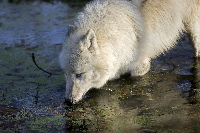 Arctic Wolf (canis lupus tundrarum), Adult drinking at Water Hole, by G. Lacz