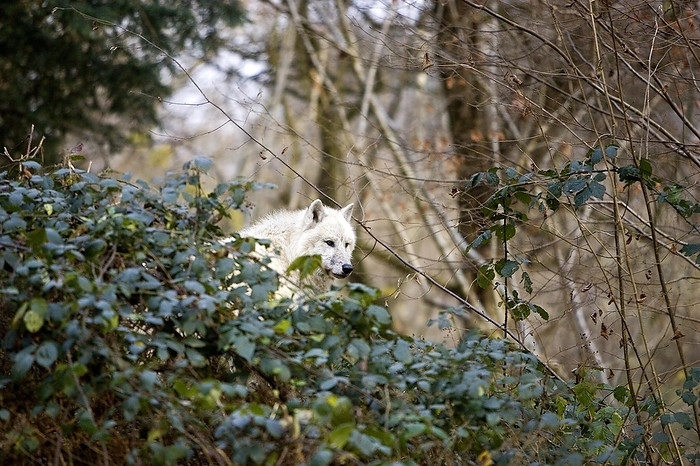Arctic Wolf (canis lupus tundrarum), by G. Lacz