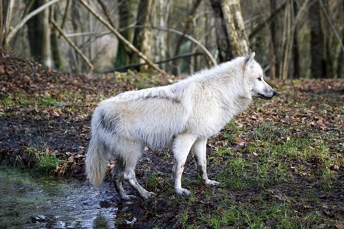 ARCTIC WOLF (canis lupus tundrarum), ADULT NEAR WATER HOLE, by G. Lacz