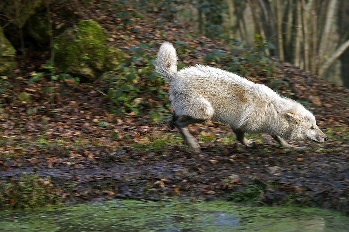 ARCTIC WOLF (canis lupus tundrarum), ADULT RUNNING NEAR WATER HOLE, by G. Lacz