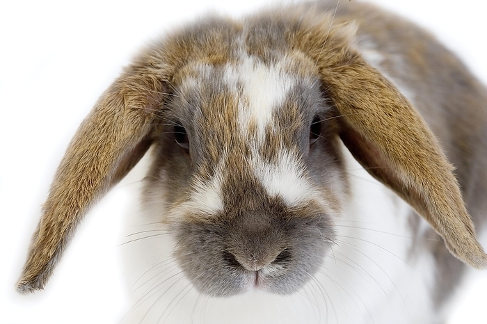 Lop-Eared Domestic Rabbit, Adult against White Background, by G. Lacz