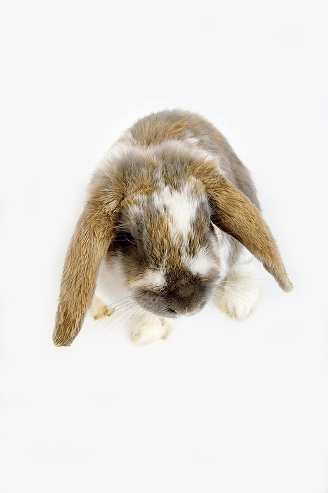 LOP-EARED RABBIT AGAINST WHITE BACKGROUND, by G. Lacz