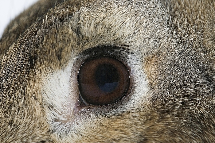NORMANDY RABBIT, CLOSE-UP OF EYE, by G. Lacz