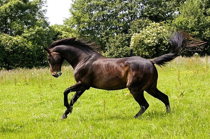 English Thoroughbred, Male Galloping through Meadow, Normandy, by G. Lacz