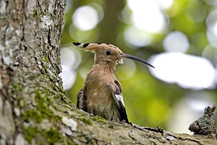 Hoopoe (upupa epops), Adult standing on Tree Trunk, Normandy, by G. Lacz