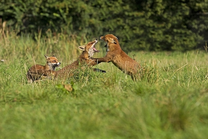 red fox  Vulpes vulpes  Red Fox  vulpes vulpes , Adults Fighting, Normandy, by G. Lacz