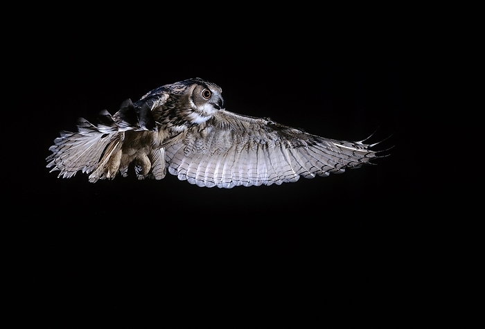 Eurasian eagle owl  Bubo bubo  European Eagle Owl  bubo bubo , Adult in Flight against Black Background, by G. Lacz