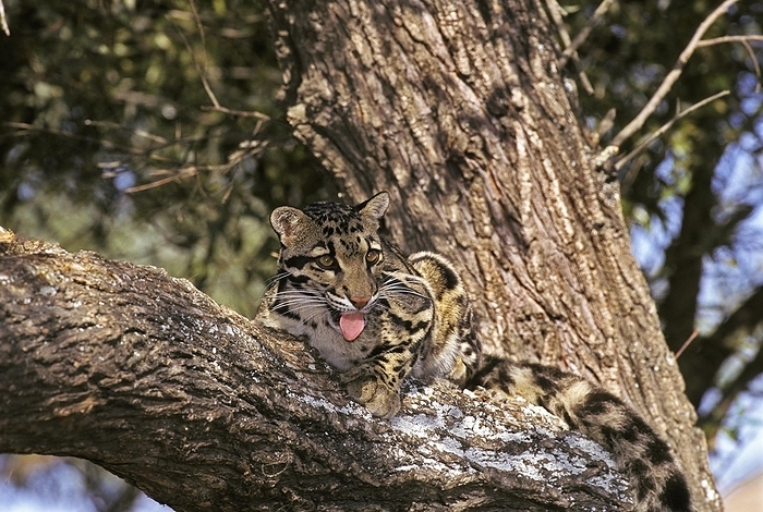 clouded leopard  Neofelis nebulosa  CLOUDED LEOPARD  neofelis nebulosa , ADULT LAYING ON BRANCH, by G. Lacz
