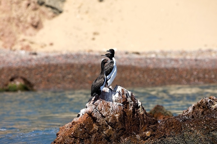 Guanay Cormorant, phalacrocorax bougainvillii, Group standing on Rocks, Ballestas Islands at Paracas Reserve in Peru, by G. Lacz