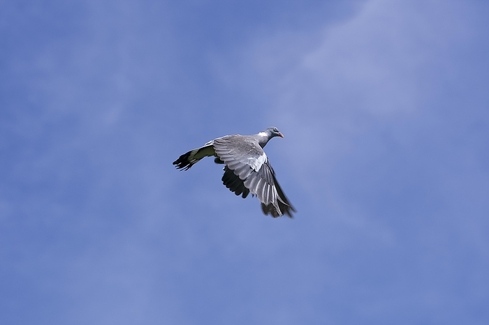 emerald dove  Chalcophaps indica  WOOD PIGEON  columba palumbus , ADULT IN FLIGHT, by G. Lacz