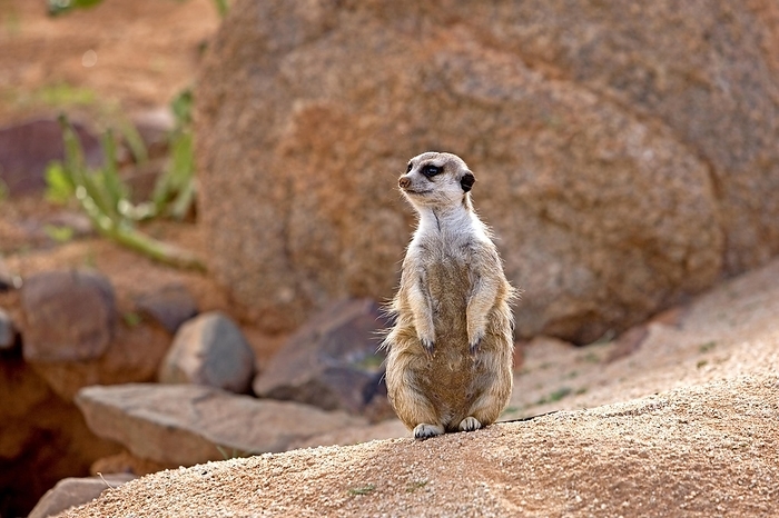 meerkat  Suricata suricatta  Meerkat  suricata suricatta , Adult sitting on Rock, Namibia, Africa, by G. Lacz