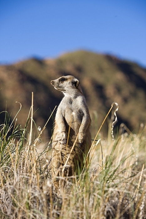 meerkat  Suricata suricatta  MEERKAT  suricata suricatta , ADULT LOOKING AROUND, STANDING ON HIND LEGS, NAMIBIA, by G. Lacz