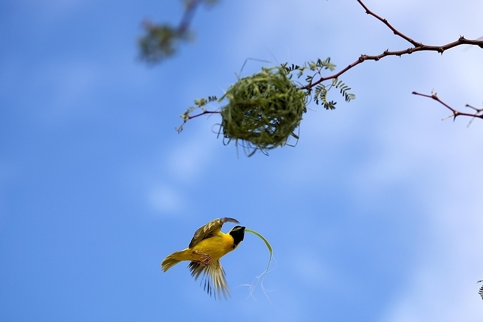 Southern Masked-weaver (ploceus velatus), Male in Flight, working on Nest, Namibia, Africa, by G. Lacz