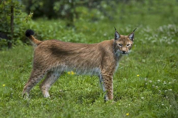 Eurasian Lynx  Lynx lynx  Siberian Lynx  lynx lynx wrangeli , Adult standing on Grass, by G. Lacz