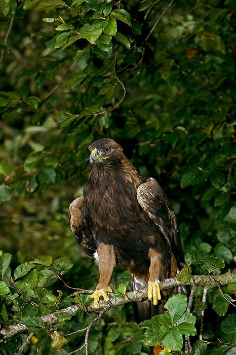 golden eagle  Aquila chrysaetos  Golden Eagle  aquila chrysaetos , Adult standing on Branch, by G. Lacz