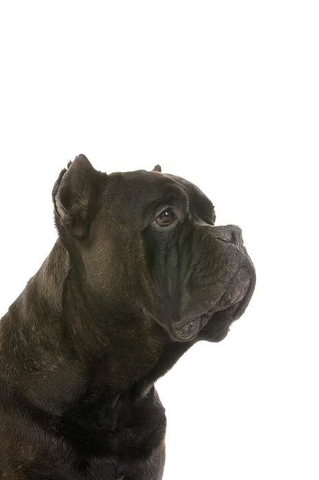 Cane Corso, a Dog Breed from Italy, Portrait of Adult against White Background, by G. Lacz