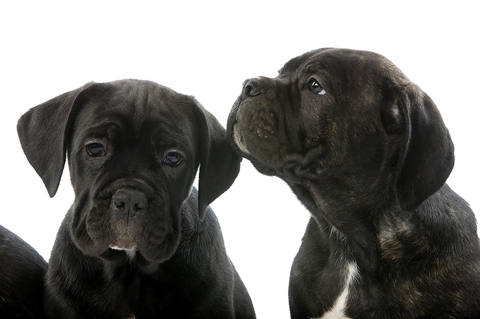 Cane Corso, Dog Breed from Italy, Portrait of Pup Against White Background, by G. Lacz