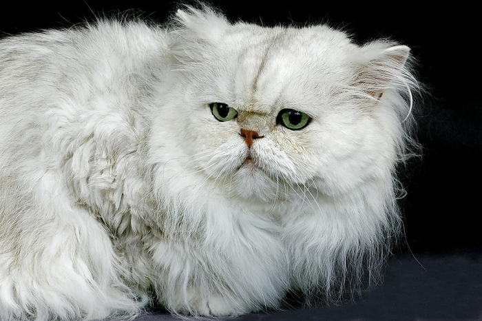 Silver Chinchilla Persian Domestic Cat with Green Eyes, Adult Laying on Black Background, by G. Lacz