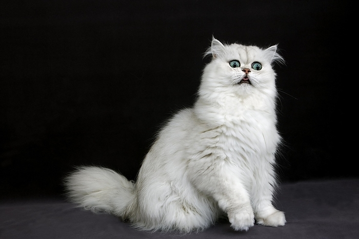 Chinchilla Persian Domestic Cat against Black Background, by G. Lacz