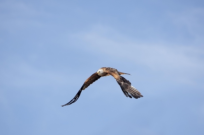 red kite  Milvus migrans  Red Kite  milvus milvus , Adult in Flight against Blue Sky, by G. Lacz