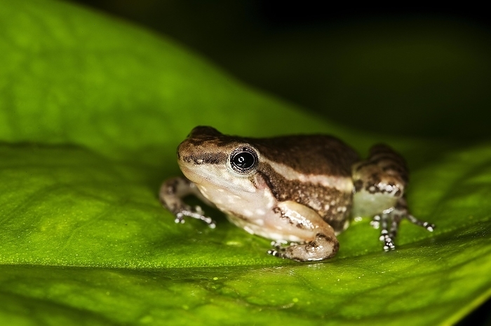 POISON DART FROG colostethus infraguttatus, ADULT STANDING ON LEAF, ECUADOR, by G. Lacz