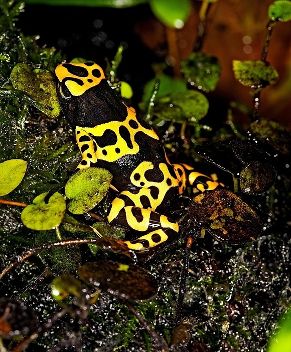 YELLOW-BANDED POISSON FROG (dendrobates leucomelas), ADULT, by G. Lacz