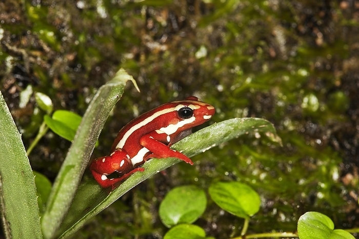 Phantasmal Poison Frog (epipedobates tricolor), Adult standing on Leaf, Venomous Frog from South America, by G. Lacz