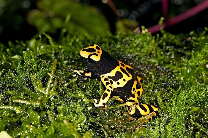 YELLOW-BANDED POISSON FROG (dendrobates leucomelas), ADULT, by G. Lacz