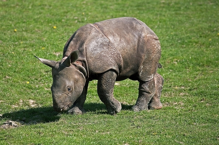 great one horned rhinoceros INDIAN RHINOCEROS  rhinoceros unicornis , CALF STANDING ON GRASS, by G. Lacz