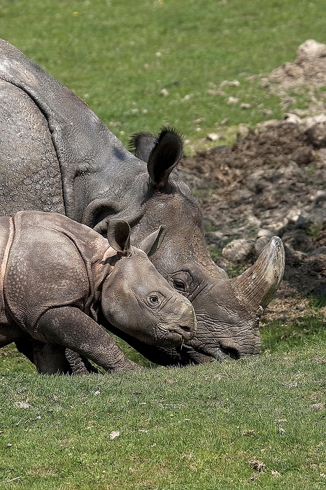 great one horned rhinoceros Indian Rhinoceros  rhinoceros unicornis , Mother with Calf, by G. Lacz