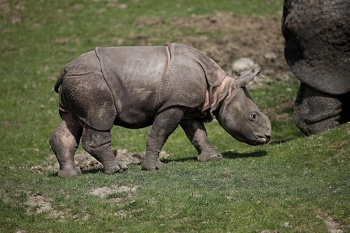great one horned rhinoceros Indian Rhinoceros  rhinoceros unicornis , Male Calf, by G. Lacz