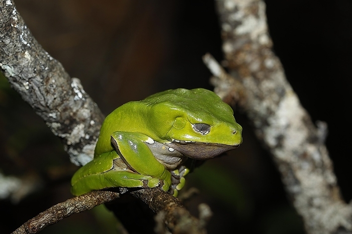 Giant Monkey Frog or Giant Waxy Frog (phyllomedusa bicolor), Adult standing on Branch, by G. Lacz