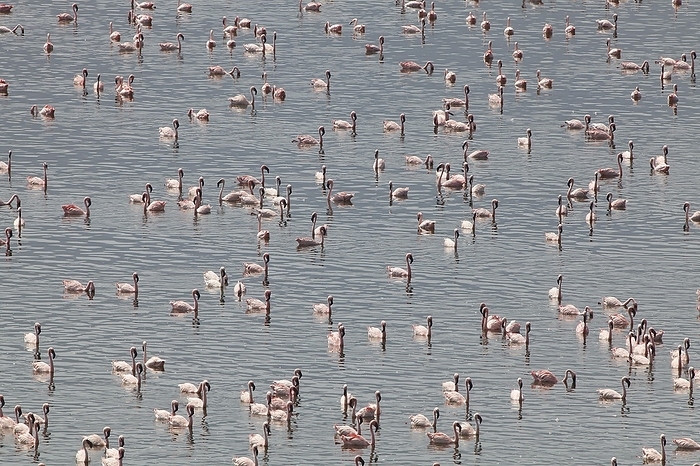 lesser flamingo  Phoenicopterus m Lesser Flamingo  phoenicopterus minor , Bogoria Lake in Kenya, by G. Lacz