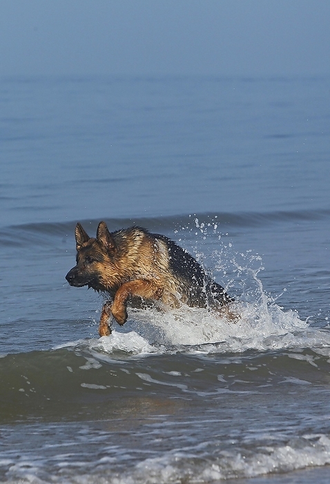 German Shepherd, Male playing in Waves, beach in Normandy, by G. Lacz