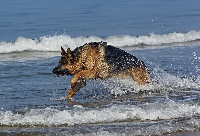 German Shepherd, Male playing in Waves, beach in Normandy, by G. Lacz