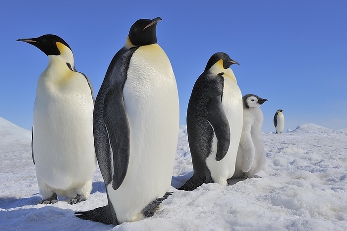 emperor penguin  Aptenodytes forsteri  Emperor penguins  Aptenodytes forsteri , Three Adults with Chick, Snow Hill Island, Antarctic Peninsula, Antarctica, by Raimund Linke