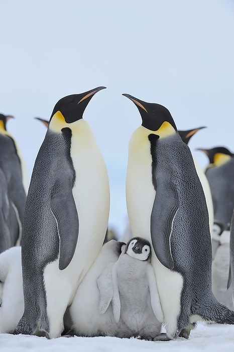 emperor penguin  Aptenodytes forsteri  Emperor penguins  Aptenodytes forsteri , Pair with Chicks, Snow Hill Island, Antarctic Peninsula, Antarctica, by Raimund Linke