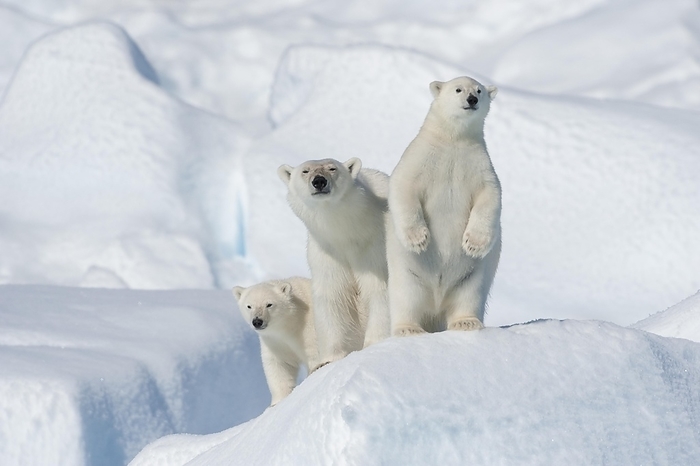polar bear  Ursus maritimus  Polar bear  Ursus maritimus , animal mother with Two Cubs, North East Greenland Coast, Greenland, Arctic, North America, by Raimund Linke