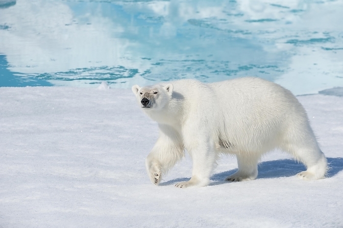 polar bear  Ursus maritimus  Polar bear  Ursus maritimus , North East Greenland Coast, Greenland, Arctic, North America, by Raimund Linke