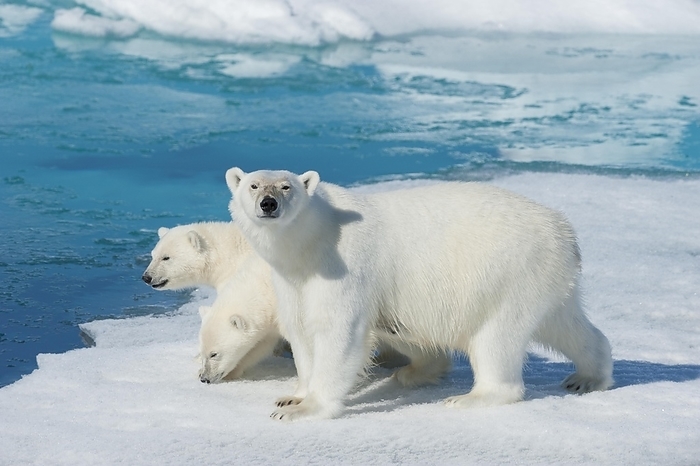 polar bear  Ursus maritimus  Polar bear  Ursus maritimus , animal mother with Two Cubs, North East Greenland Coast, Greenland, Arctic, North America, by Raimund Linke