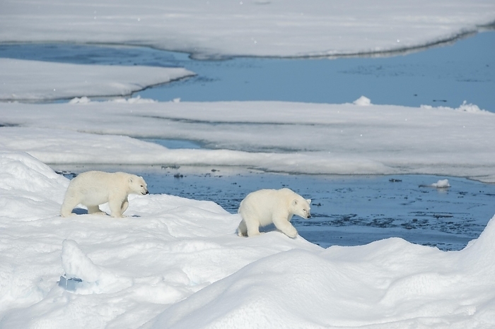polar bear  Ursus maritimus  Polar bear  Ursus maritimus , Two Cubs, North East Greenland Coast, Greenland, Arctic, North America, by Raimund Linke