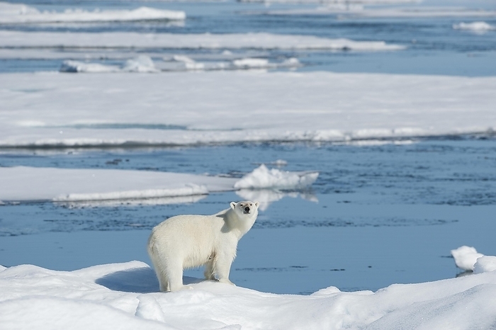 polar bear  Ursus maritimus  Polar bear  Ursus maritimus , North East Greenland Coast, Greenland, Arctic, North America, by Raimund Linke