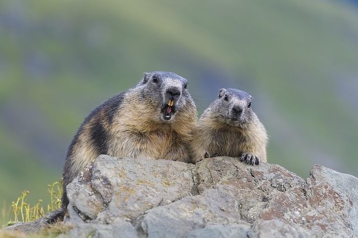 alpine marmot Alpine Marmot  Marmota marmota , adult with young, Hohe Tauern National park, Austria, Europe, by Raimund Linke