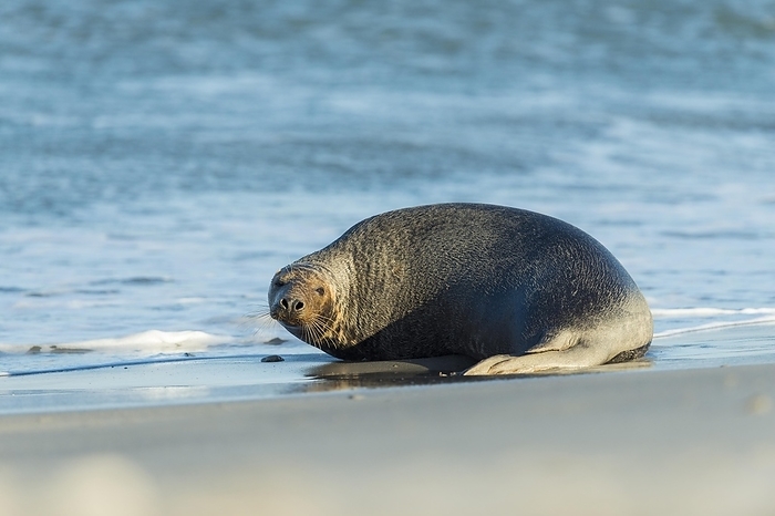 gray seal  Halichoerus grypus  Grey Seal  Halichoerus grypus , Female, Helgoland, Dune, North Sea, Island, Schleswig Holstein, Germany, Europe, by Raimund Linke