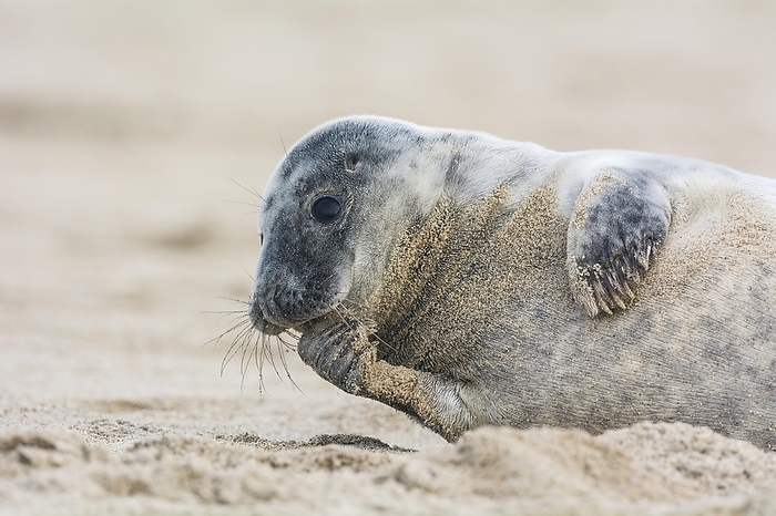 gray seal  Halichoerus grypus  Grey Seal  Halichoerus grypus , Pup, Helgoland, Dune, North Sea, Island, Schleswig Holstein, Germany, Europe, by Raimund Linke