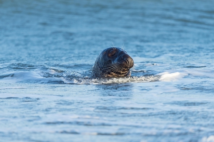 gray seal  Halichoerus grypus  Grey Seal  Halichoerus grypus , Male in Sea, Helgoland, Dune, North Sea, Island, Schleswig Holstein, Germany, Europe, by Raimund Linke